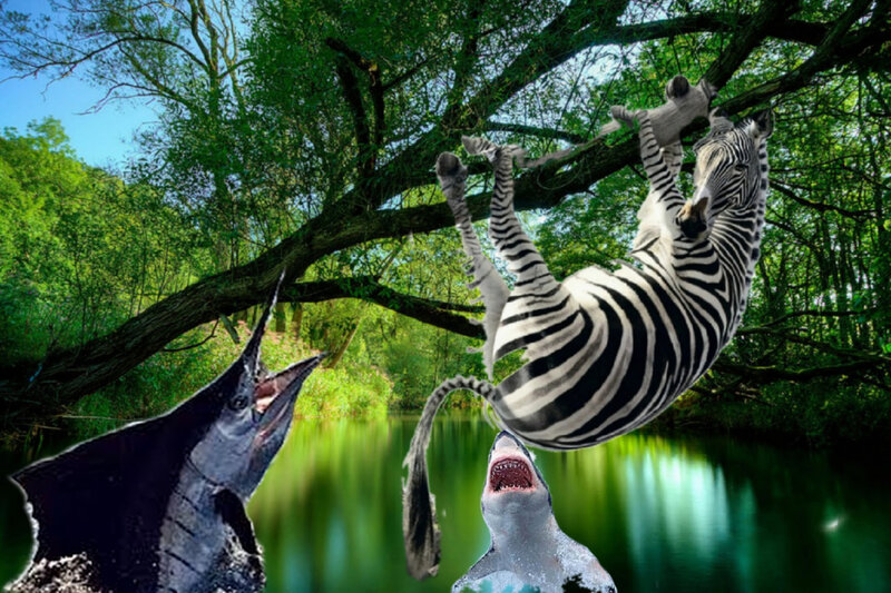 Zebra Hanging from Tree