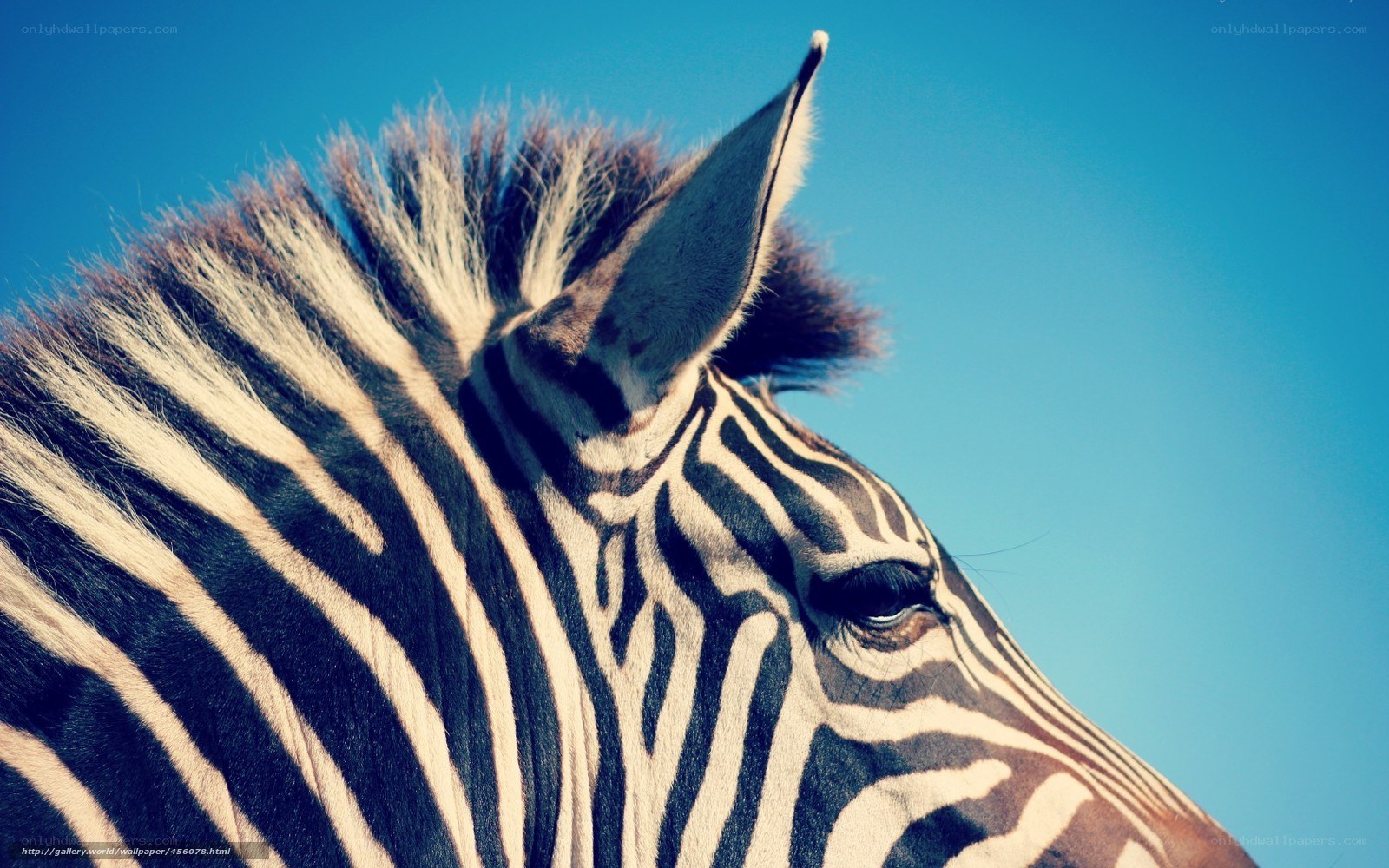 zebra head against blue sky