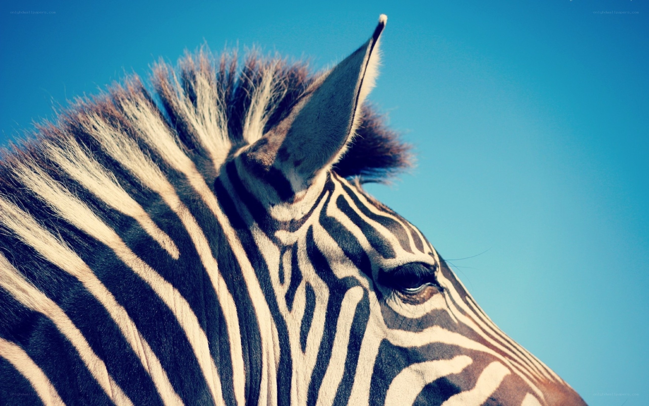 zebra head against blue sky