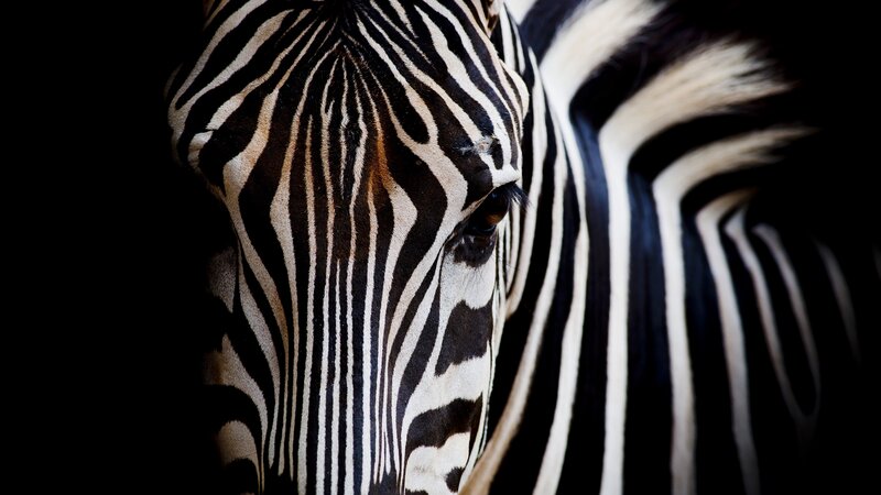 Zebra Head Close-up — Black, Dramatic
