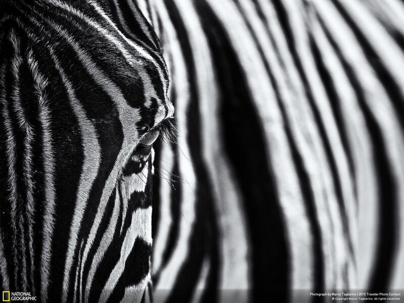 Zebra Head Close-up — Black