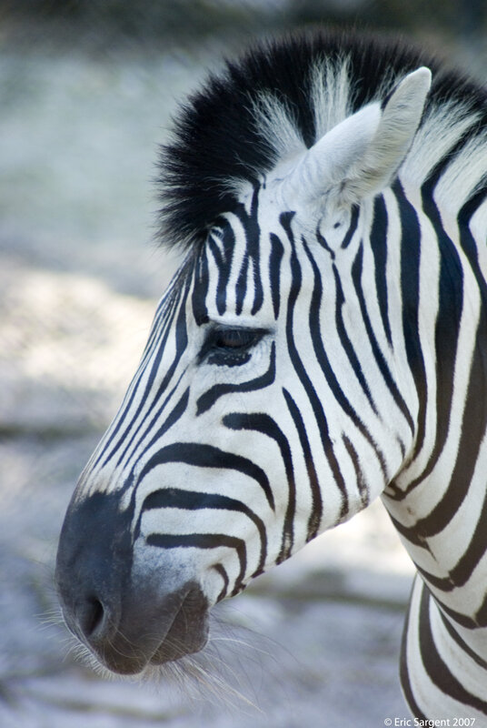 zebra head close-up