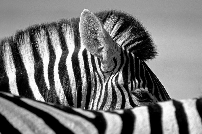 Zebra Head in Profile — Black