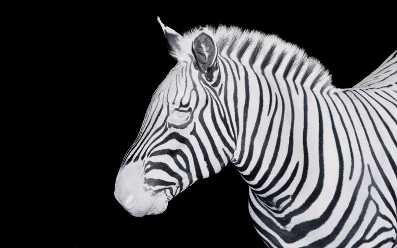zebra head in profile