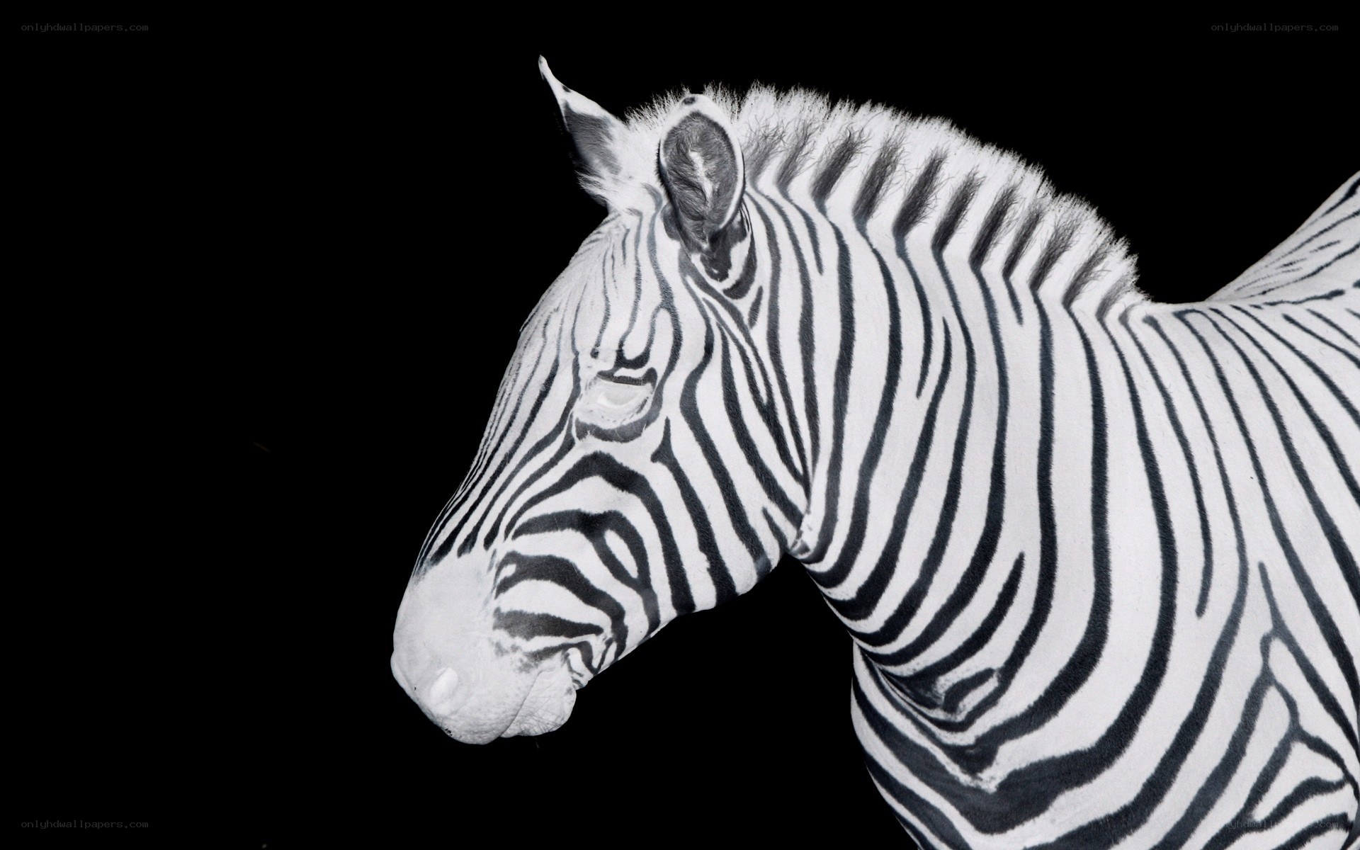 zebra head in profile