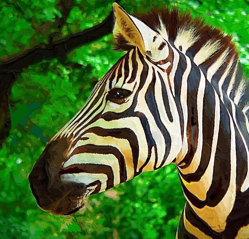 Zebra Head Portrait