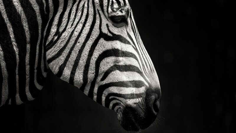 Zebra Head Profile — Black