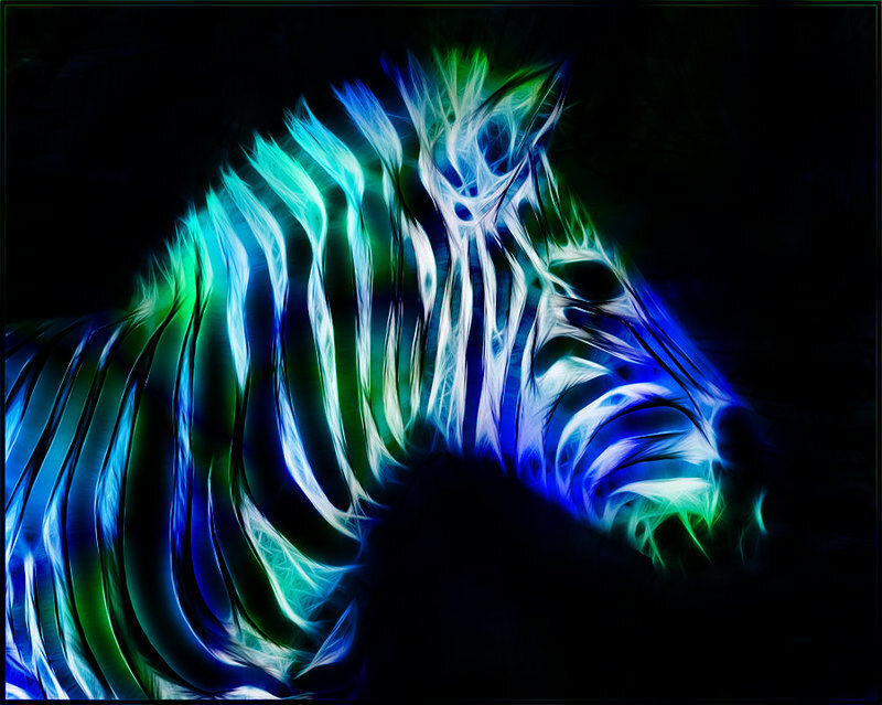 Zebra Head
