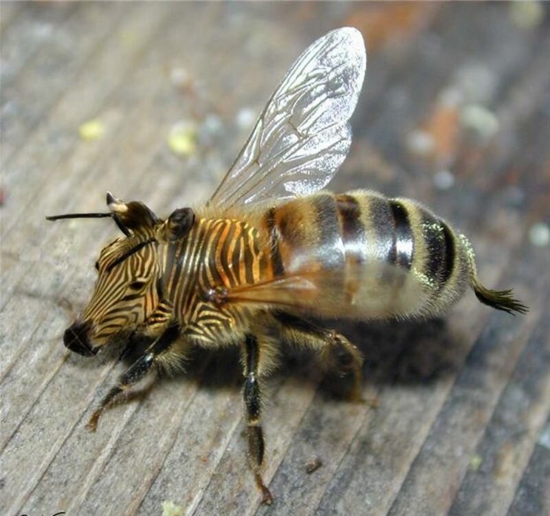 Zebra-headed Bee