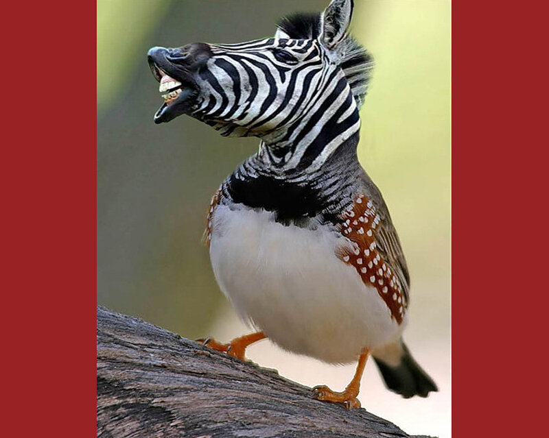 zebra-headed bird