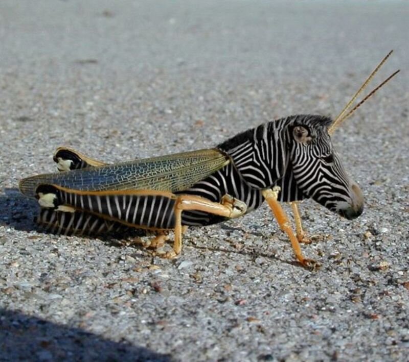 Zebra-headed Grasshopper