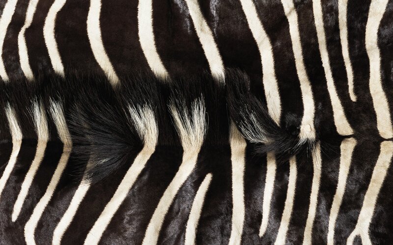 zebra hide texture