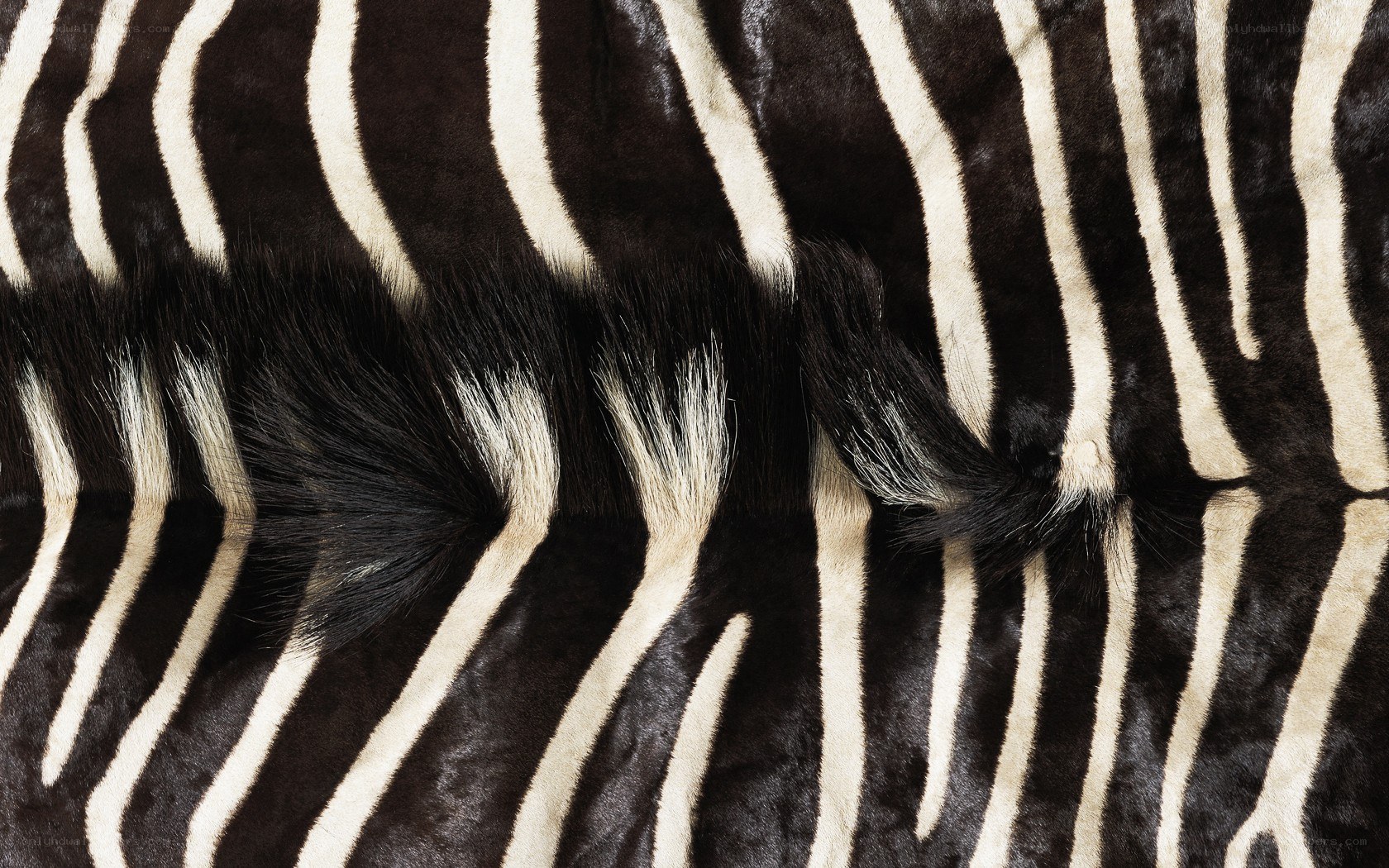 zebra hide texture