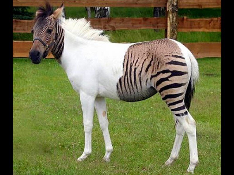 zebra-horse hybrid animal