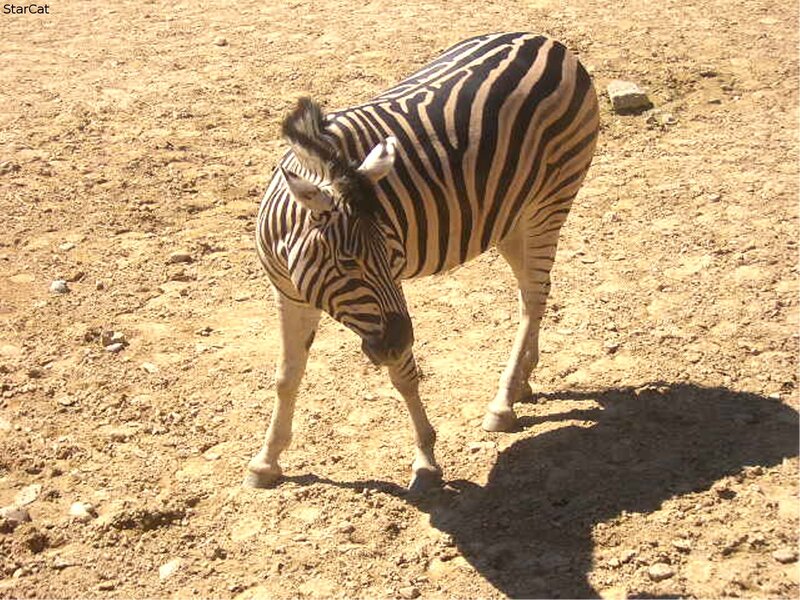 zebra in a dry enclosure