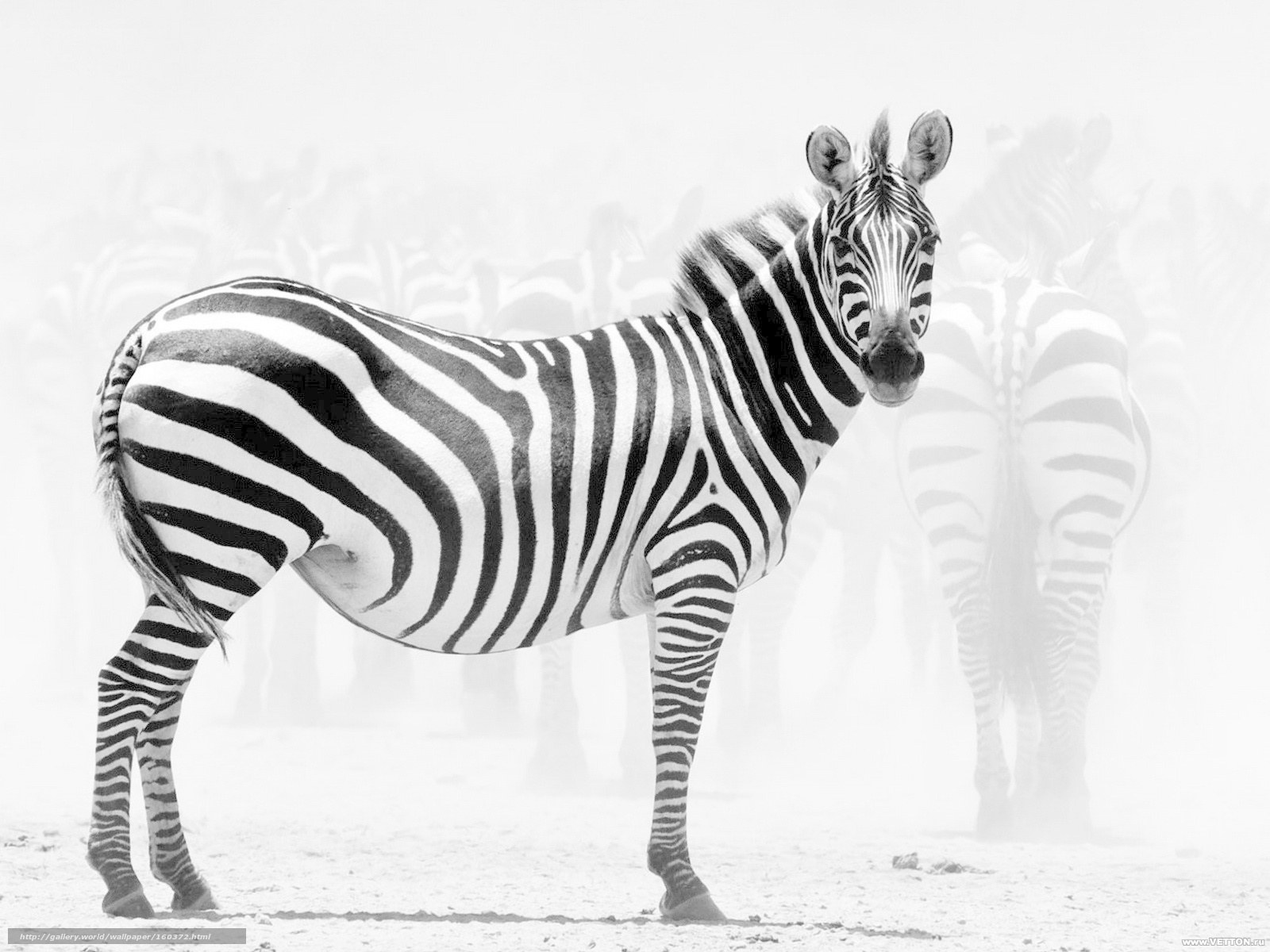 Zebra in a Dusty Field