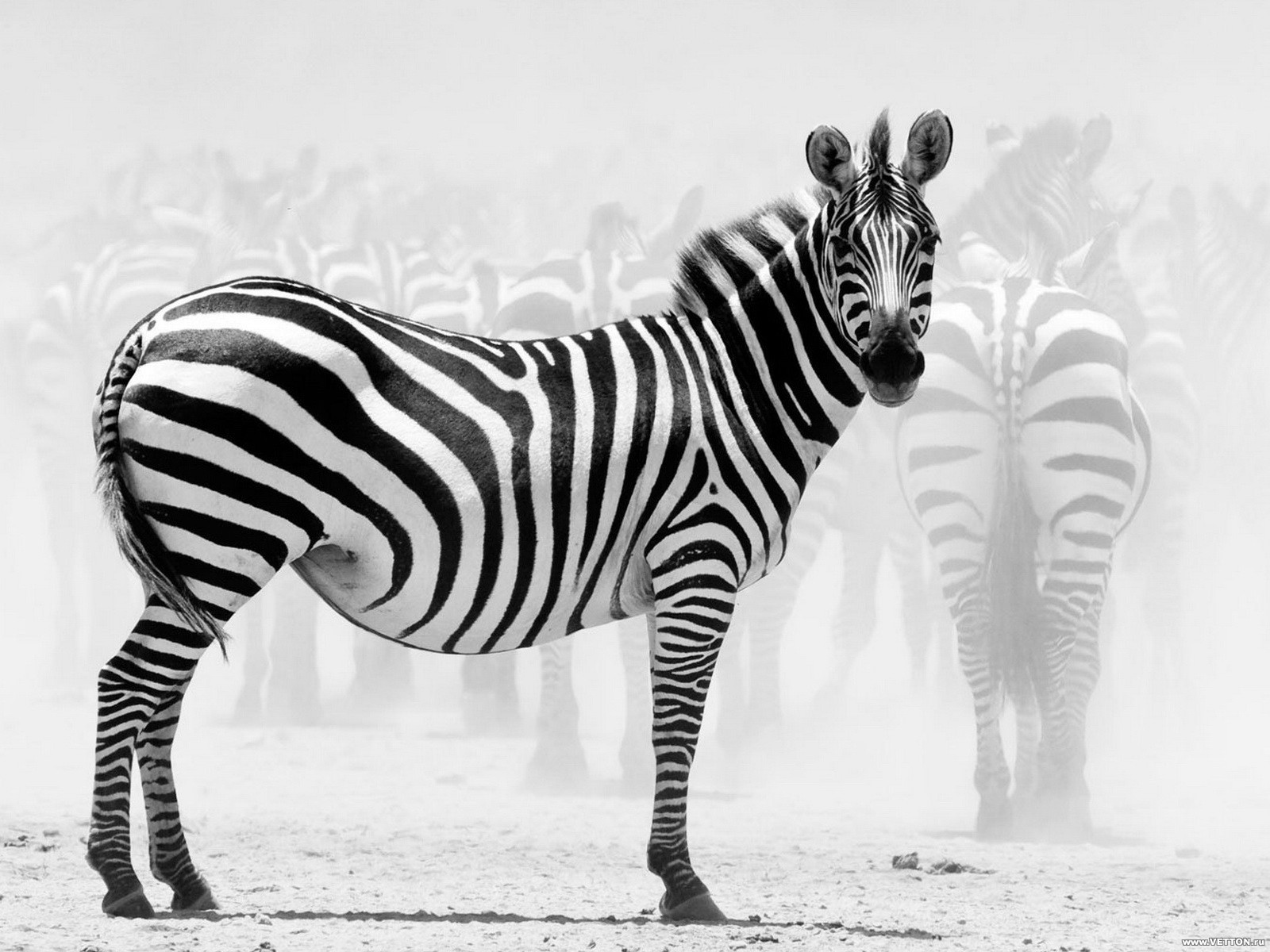 zebra in a dusty herd
