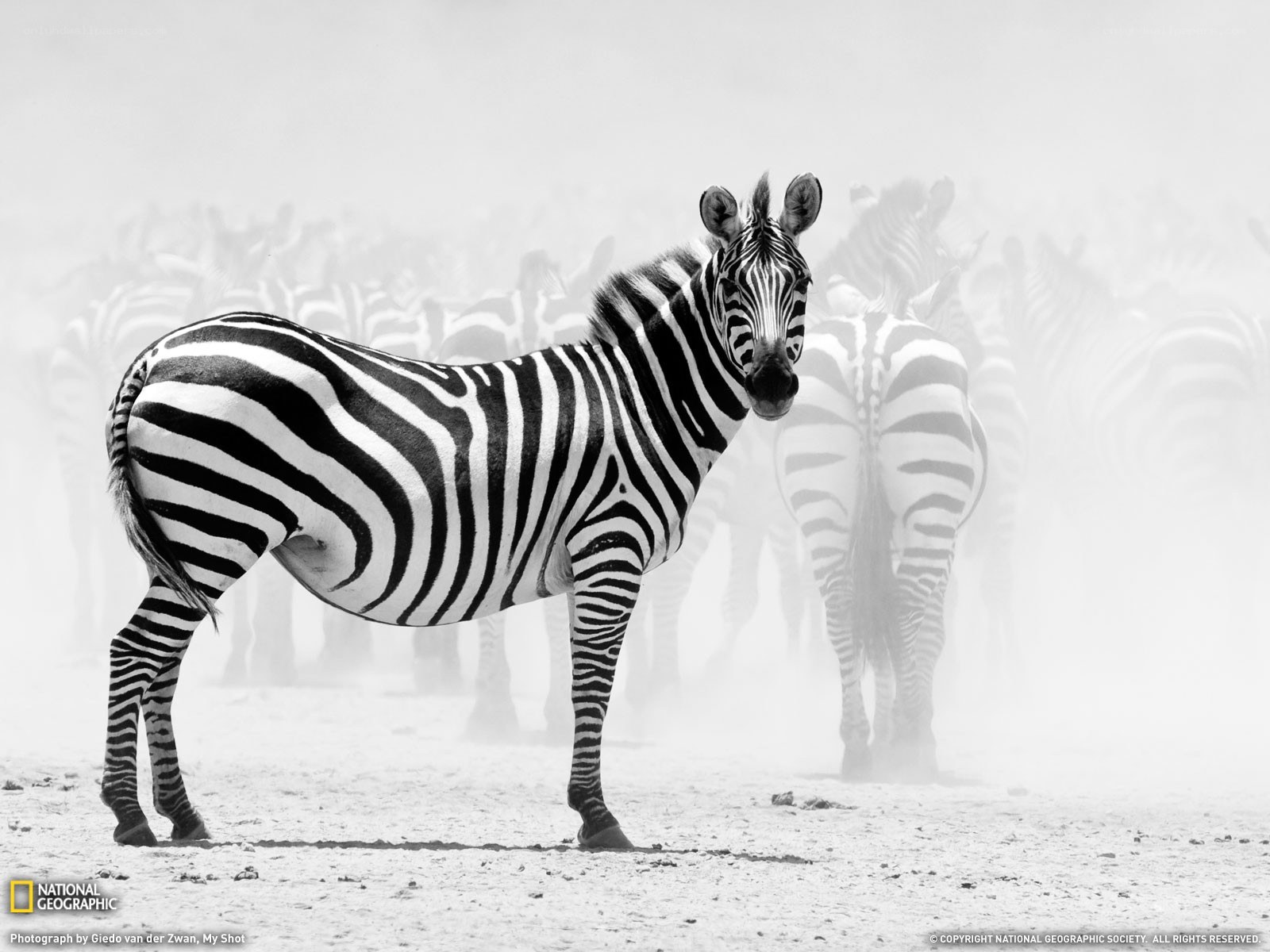 Zebra in a Dusty Herd