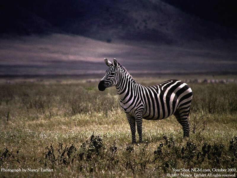 Zebra in a grassy field
