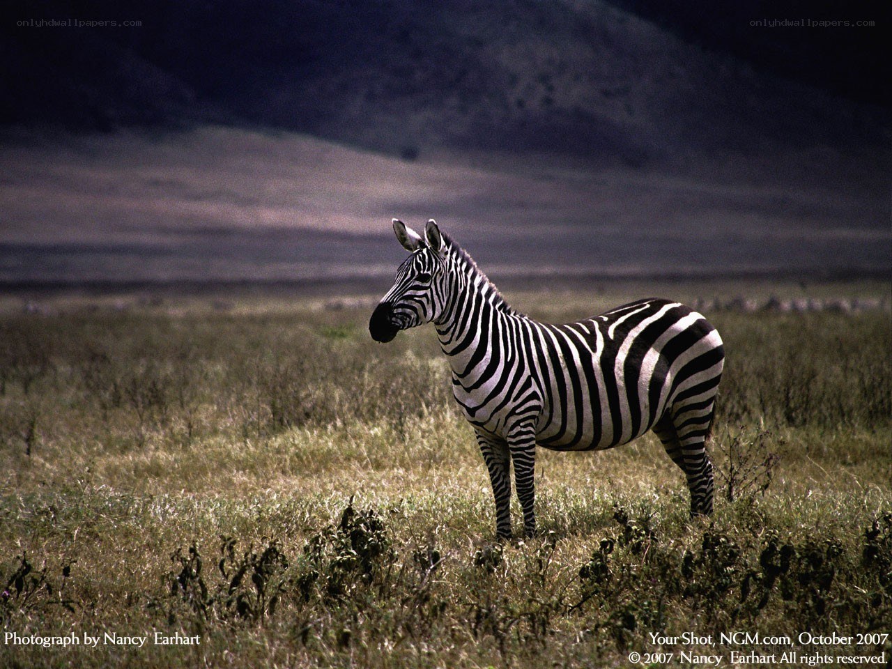 Zebra in a grassy field