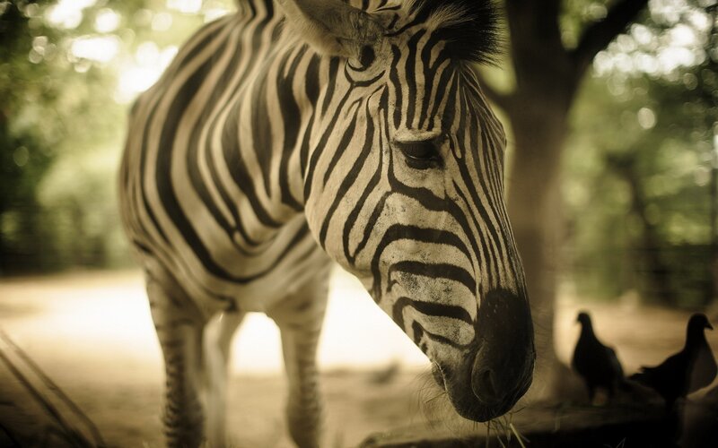 zebra in a natural setting