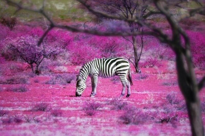 Zebra in a pink landscape