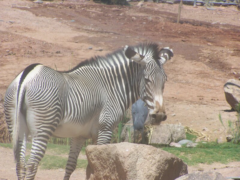 zebra in a zoo enclosure