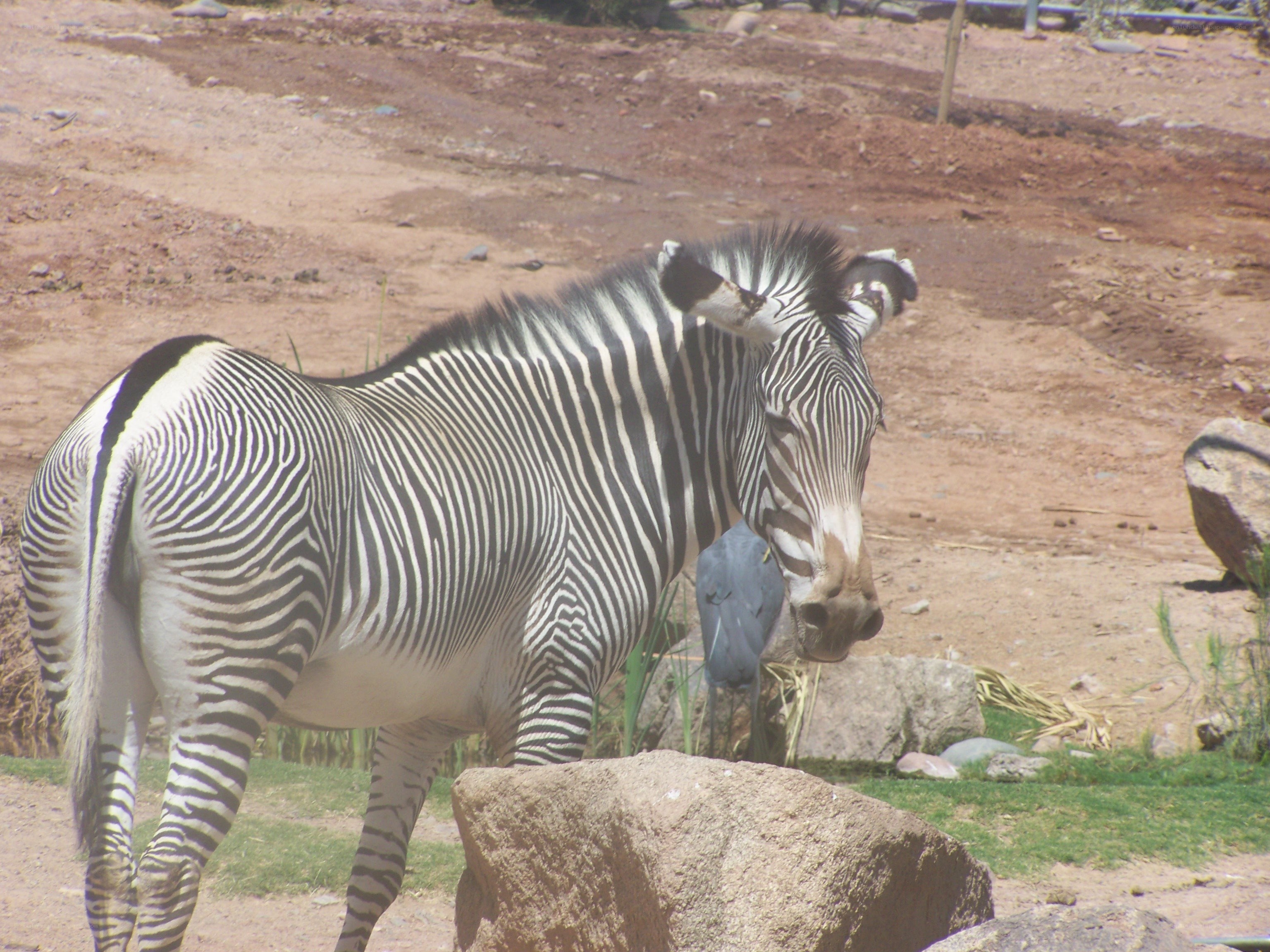 zebra in a zoo enclosure