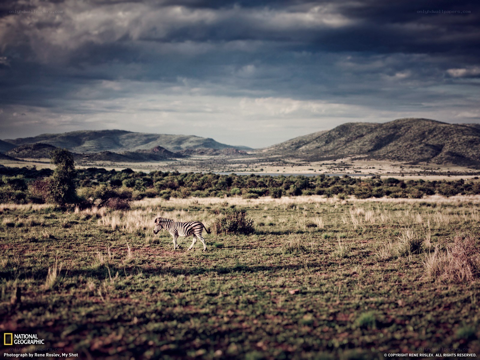 Zebra in African savanna