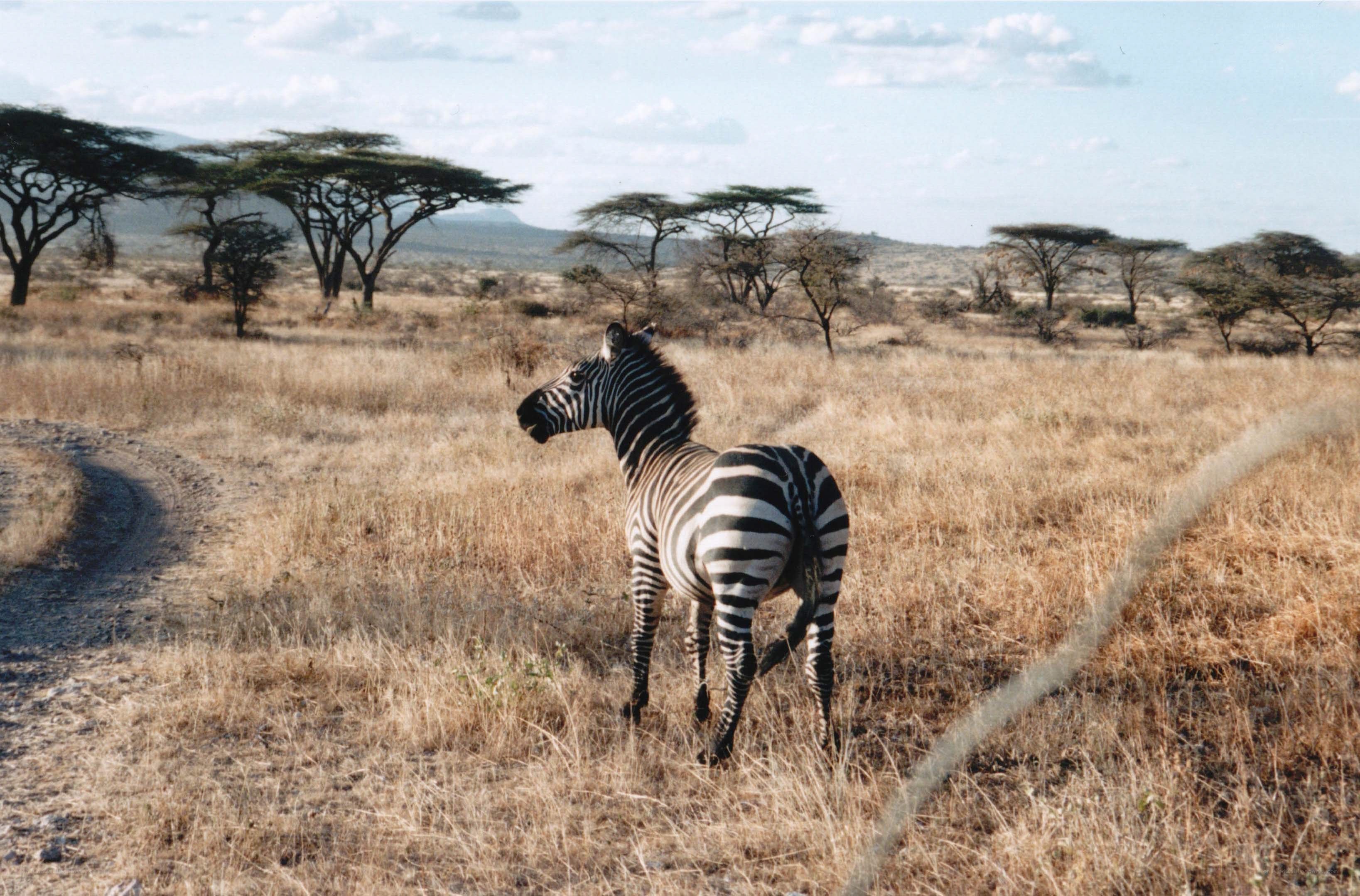 Zebra in African savanna