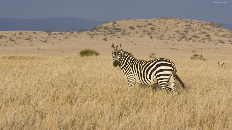 Zebra in African savanna