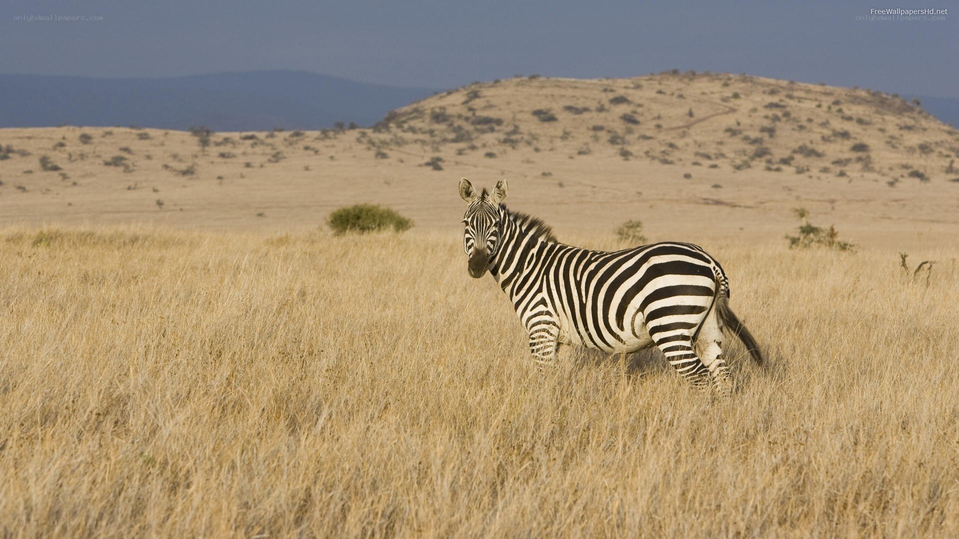 Zebra in African savanna