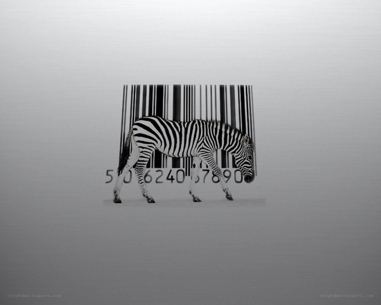 zebra in barcode