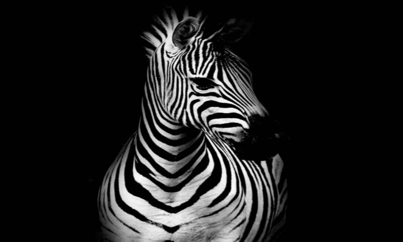 Zebra in Black and White — Dramatic