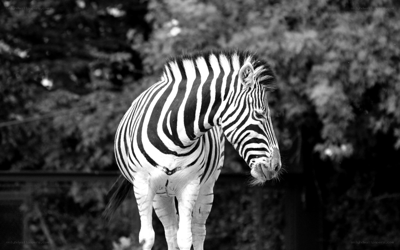 Zebra in black and white