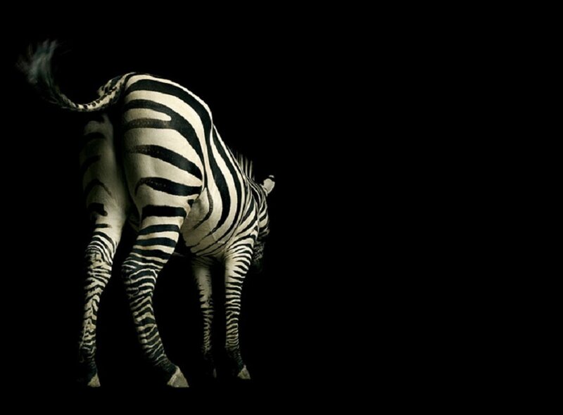 Zebra in Dark Background — Black