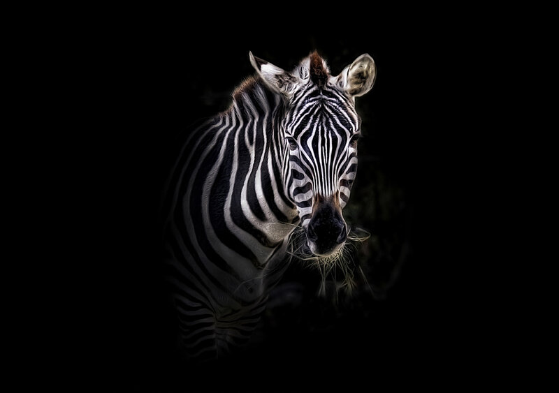 zebra in dark background