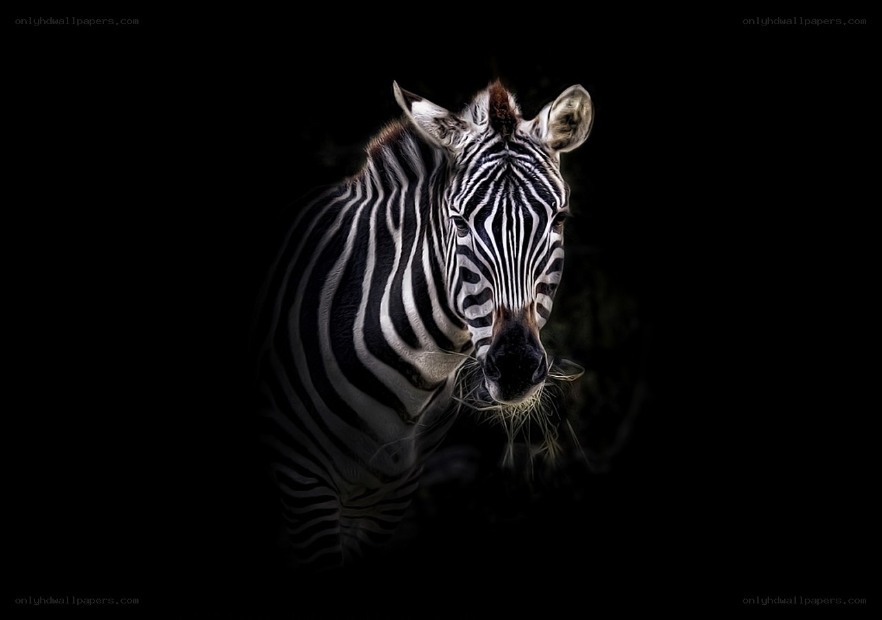 zebra in dark background