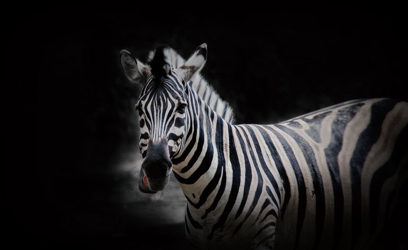Zebra in Dark Setting