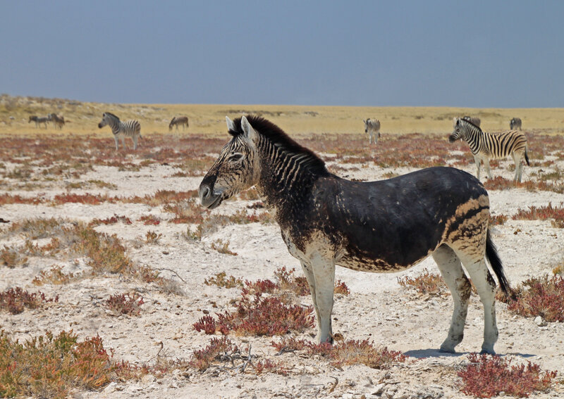Zebra in Desert