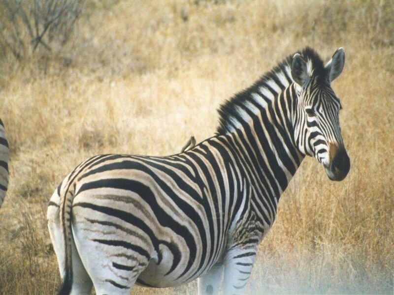 zebra in dry grass