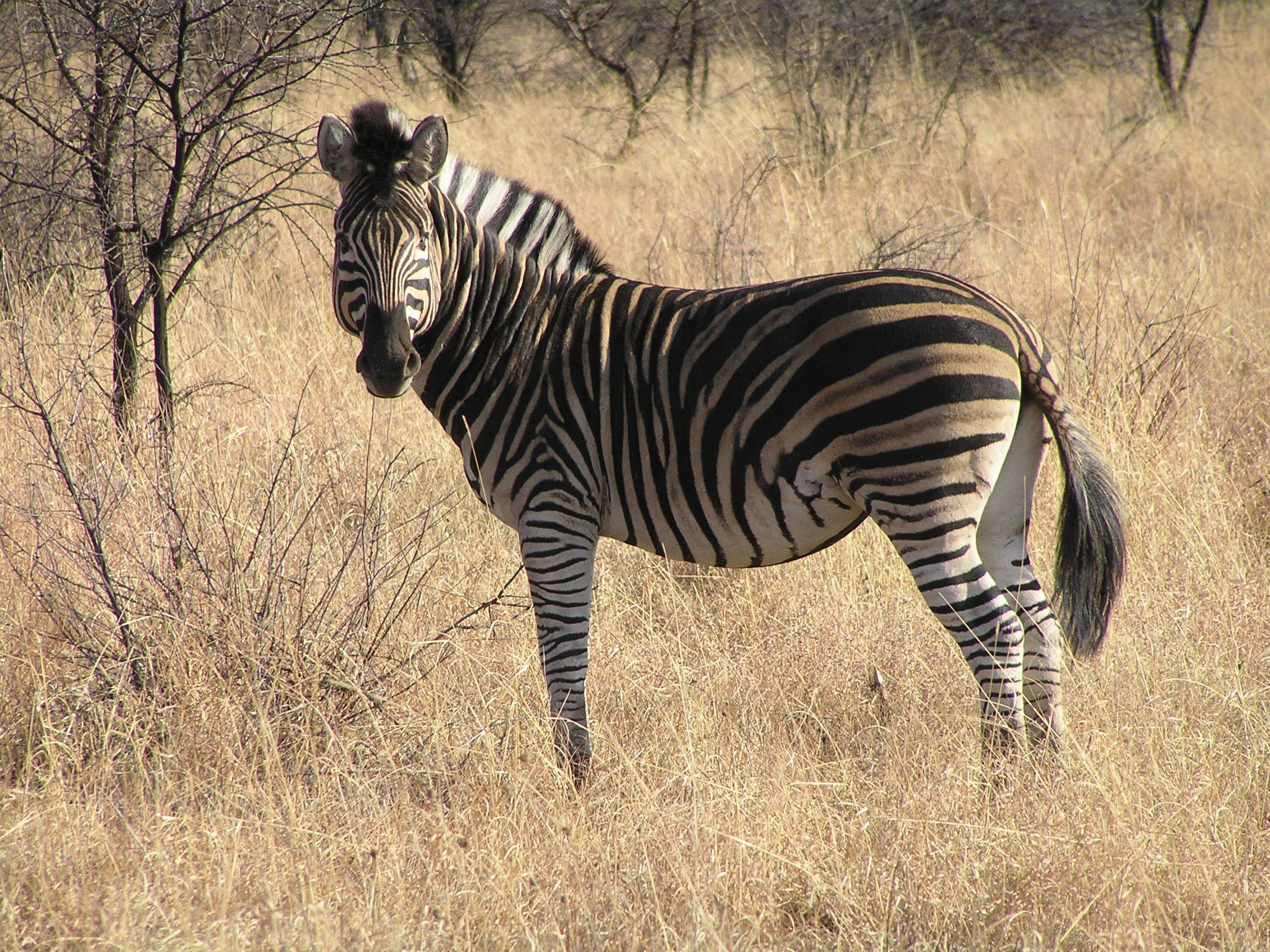 zebra in dry grassland