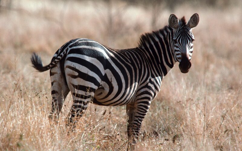 zebra in dry grassland