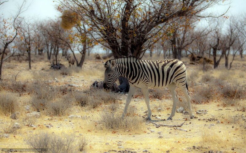 Zebra in Dry Landscape