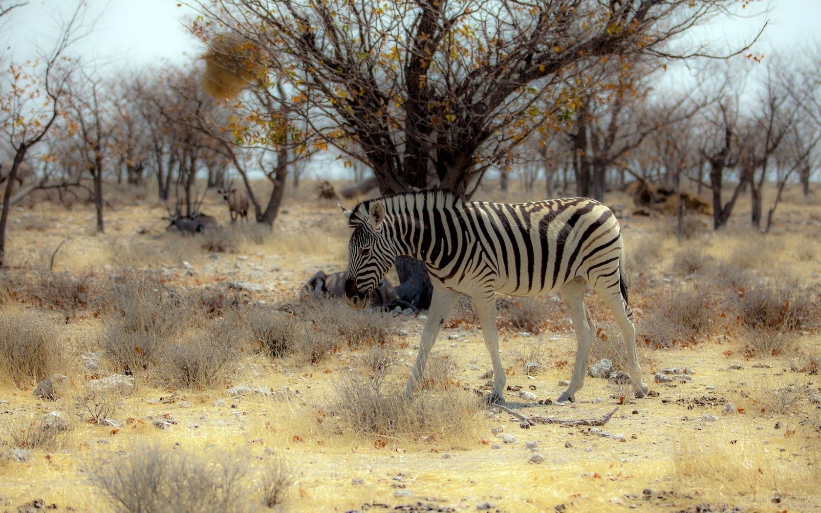 Zebra in dry savanna