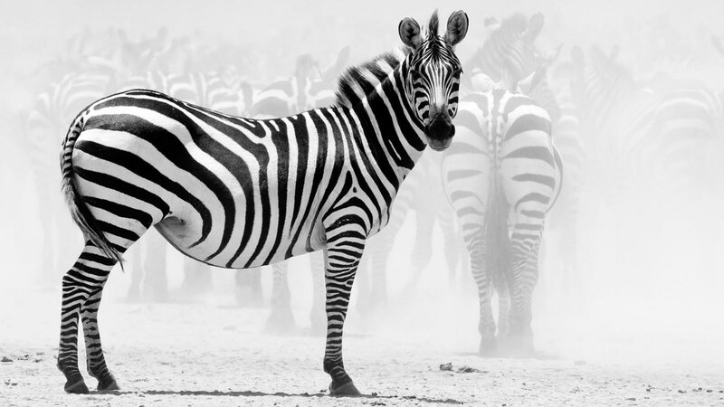 Zebra in Dust Storm — Black, Dramatic, Photograph, Herd