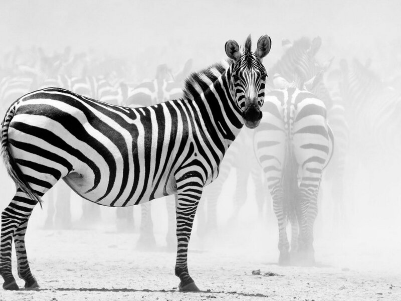 Zebra in Dust Storm