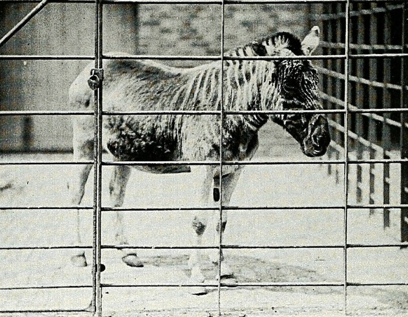 Zebra in Enclosure — Black, Somber