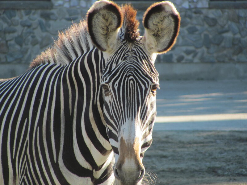 Zebra in Enclosure — Black