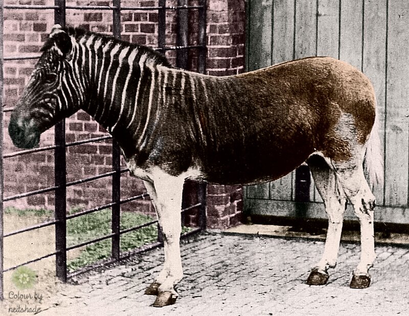 Zebra in Enclosure — Brown